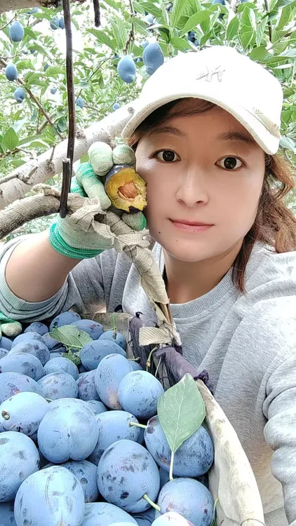 新鲜应季现摘大西梅正宗产地直发酸甜可口孕妇水果