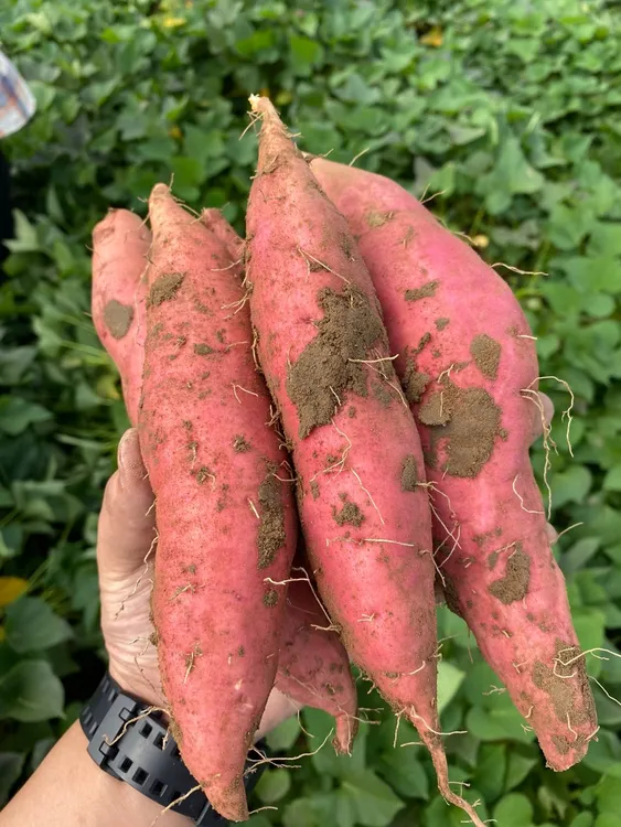 烟薯25糖心红薯流油正宗现挖地瓜新鲜蜜薯山芋沙地番薯红心甜糯