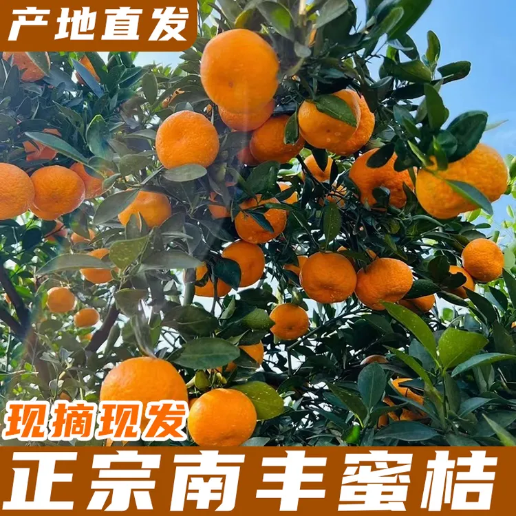 江西特产正宗南丰蜜桔口感似砂糖小桔子应季水果农家新鲜现摘现发