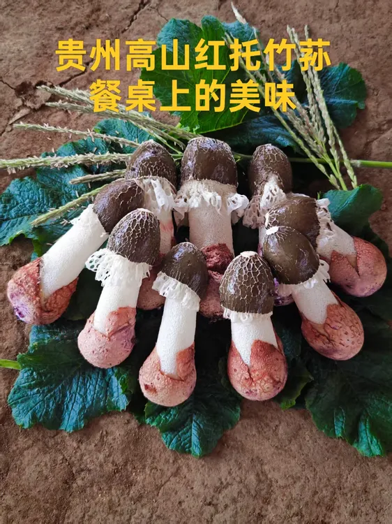 贵州高山农家自种红托竹荪-白帽10cm-12cm（顺丰包邮）