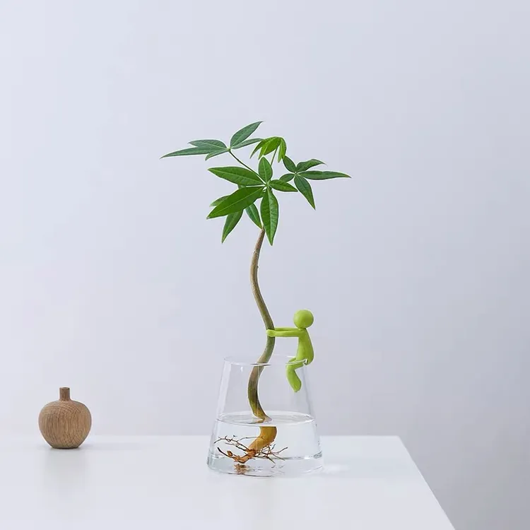 [抱财]水培发财树室内招米小绿植桌面可爱趣味小盆栽四季常绿好看