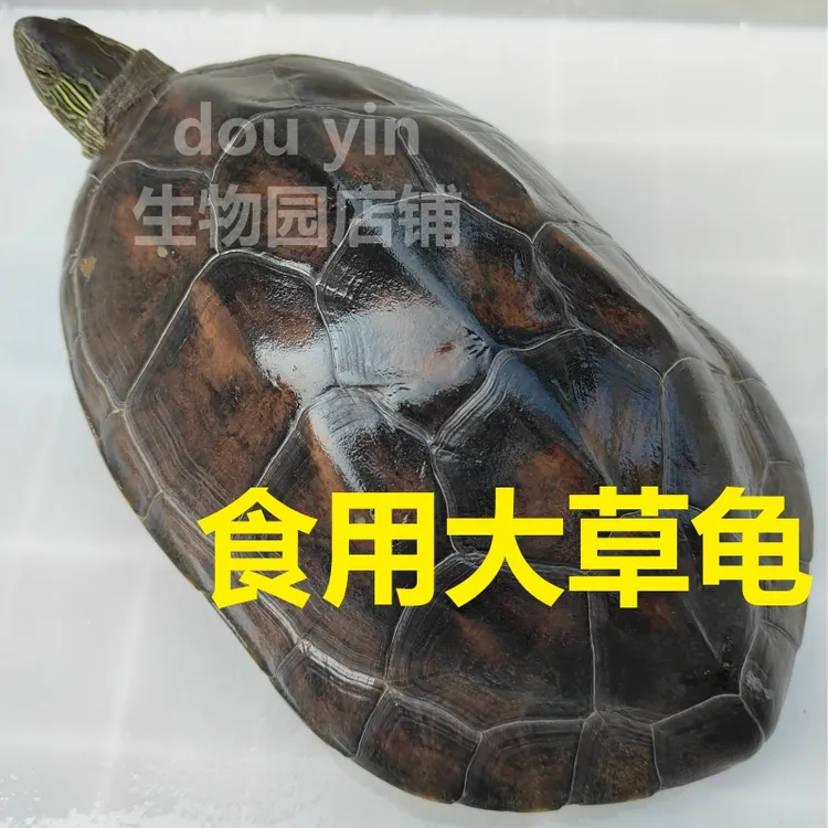 食用乌龟中华草龟鲜活能食用大乌龟活体生鲜食用价值高的大草龟