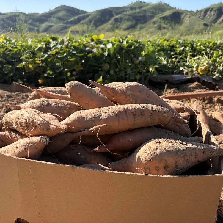 陕北清涧无定河边沙地红薯