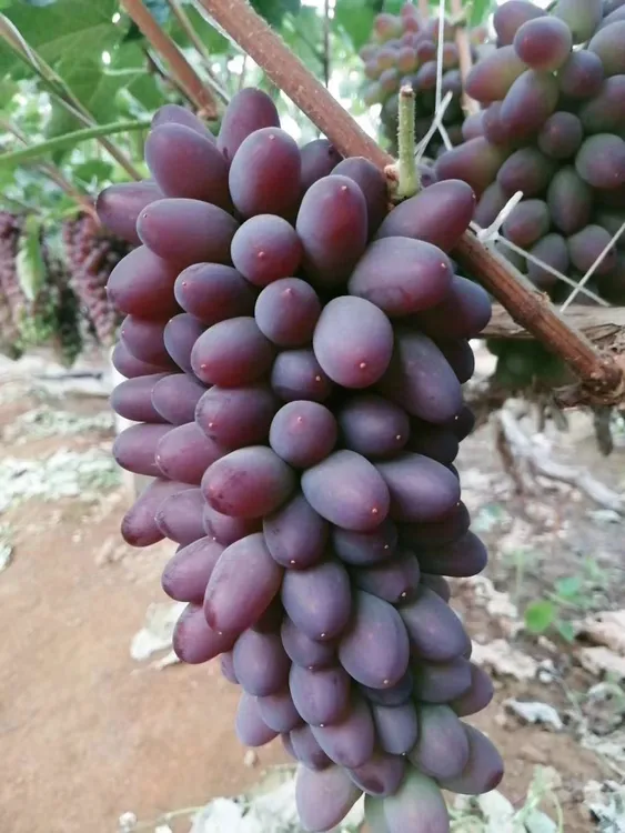 冰美人【果园直发】当季现摘马无籽红提子冰美人红宝石葡萄孕妇水果