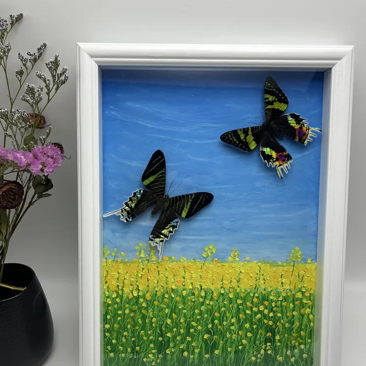 蝴蝶标本摆件手绘装饰画礼物定制