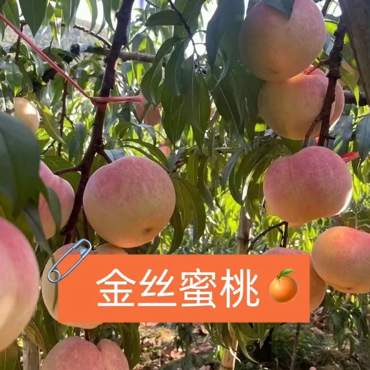 金丝蜜桃口感硬度甜度嗷嗷的古田本地种植的水蜜桃预售中顺丰发货