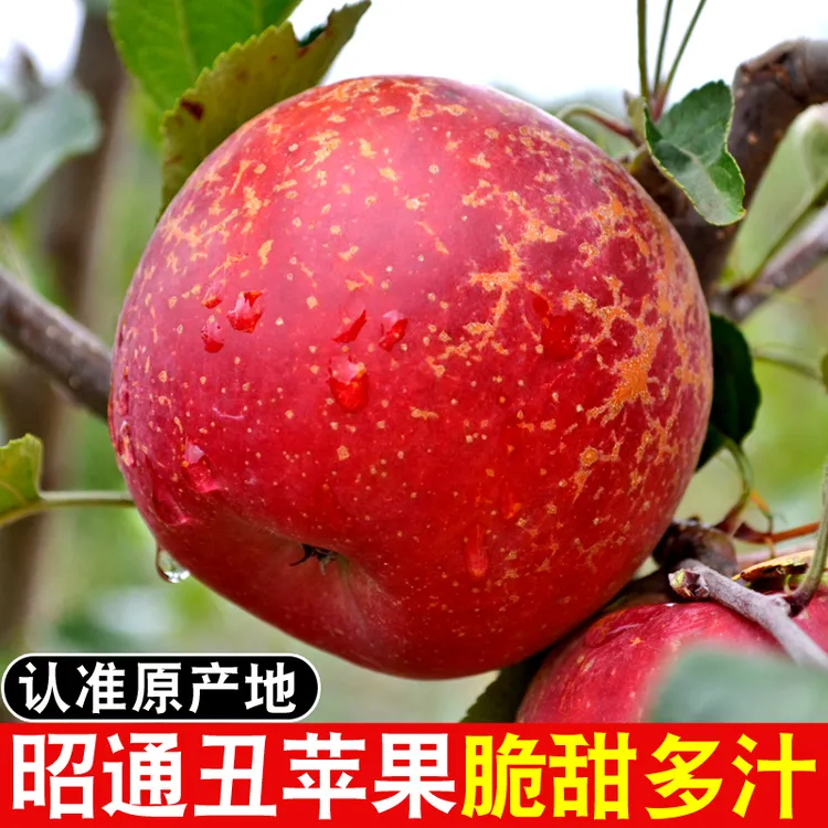 正宗云南昭通丑苹果甜蜜苹果新鲜现摘水果冰糖心丑苹果脆甜整箱