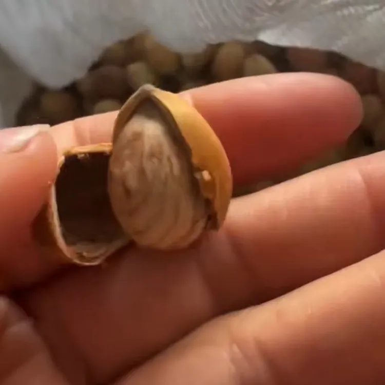 红心专卖当地毛榛子下来啦！果仁饱满、皮薄仁大、喜欢吃的下单