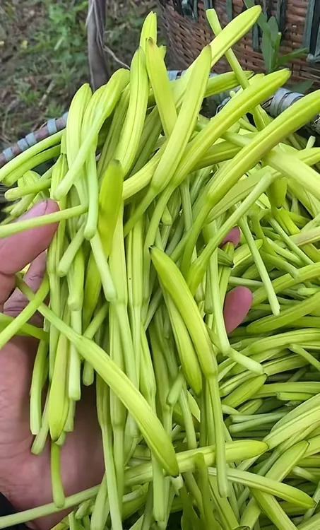 【黄花菜种子】当年开花黄花苗根四季金针菜苗