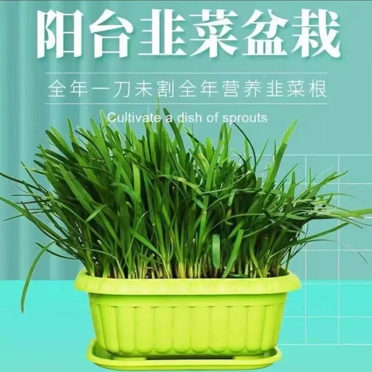 带盆带土韭菜盆栽适合室内阳台四季种植商品图