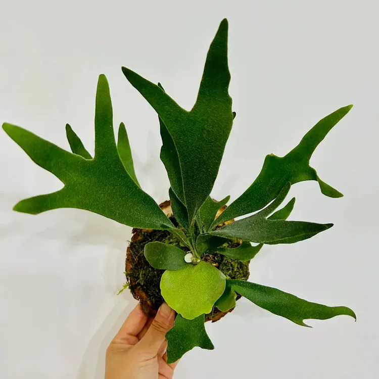 二歧鹿角蕨 ins网红博主同款热植 室内家居客厅高颜值盆栽绿植