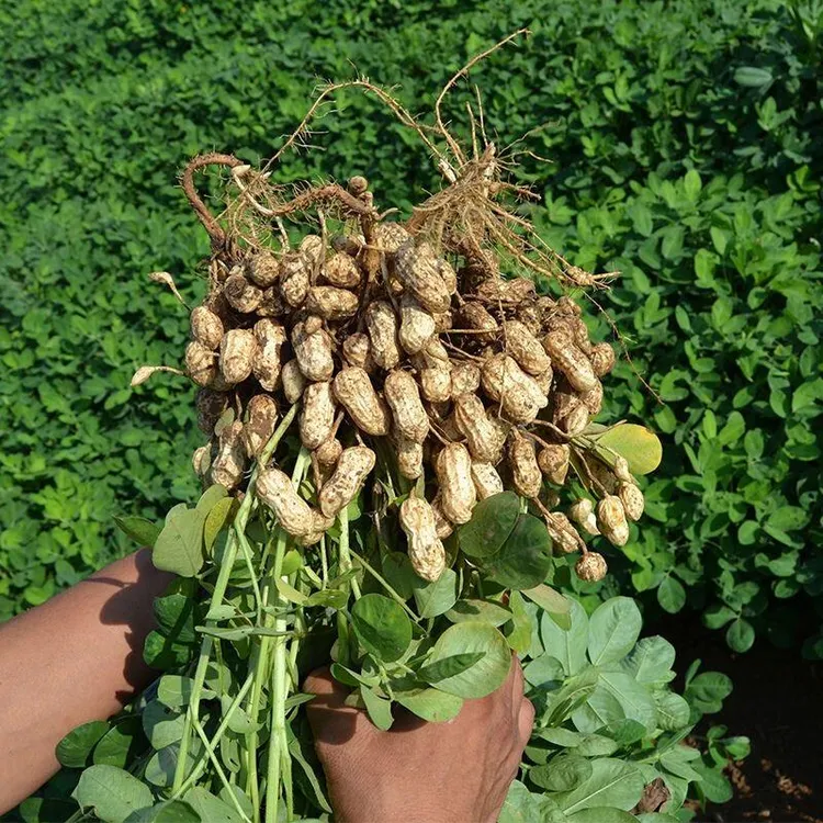 山东花生当季现挖现发新鲜带壳湿花生农户自种可水煮生吃