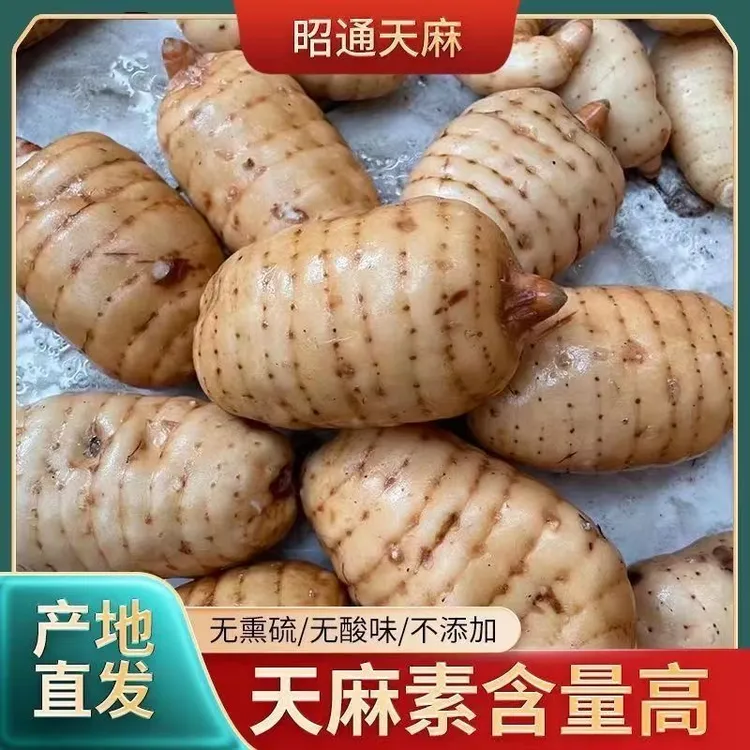 云南昭通彝良小草坝新鲜天麻炖鸡炖排骨煲汤泡酒仿野深山三年种植