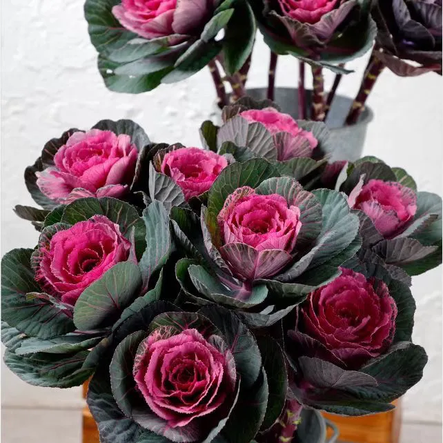 多头玫瑰甘蓝羽衣甘蓝盆栽地栽阳台庭院种植冬季耐寒观叶植物