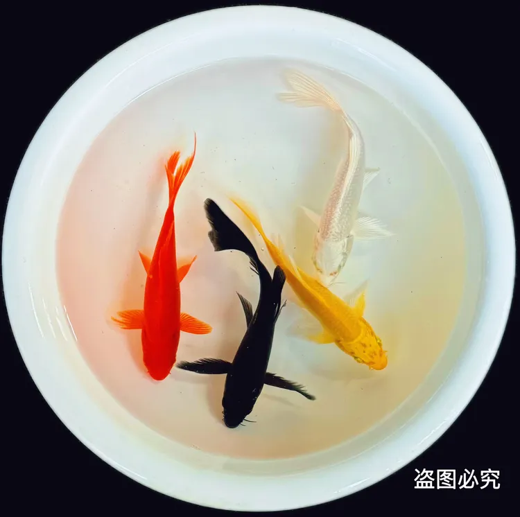 冷水锦鲤观赏鱼草金鱼苗活体鱼小鱼活鱼小宠物好养耐活龙鱼饲料鱼