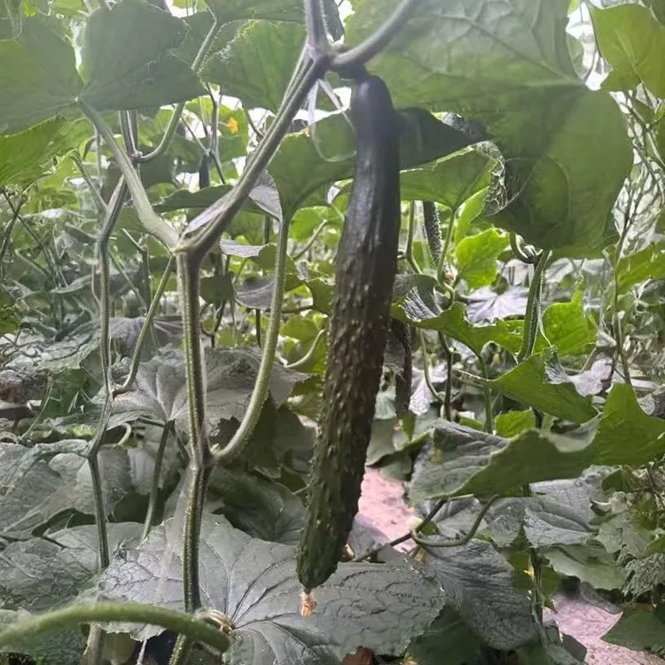 新鲜黄瓜干花带刺绿皮绿肉现采现摘鲜嫩口感好可生吃脆低热量蔬菜