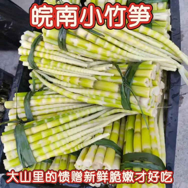 皖南新鲜小竹笋多种笋尖可用于火锅凉拌的家庭商用食材