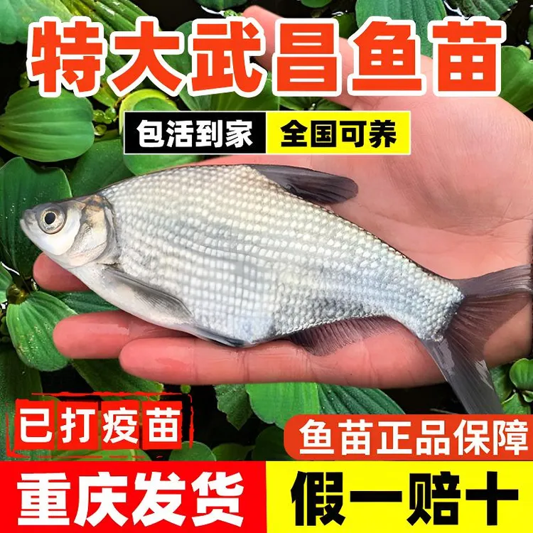 淡水武昌鱼苗优质扁鱼苗鳊鱼边鱼鱼苗活体养殖重庆渔场发货包邮