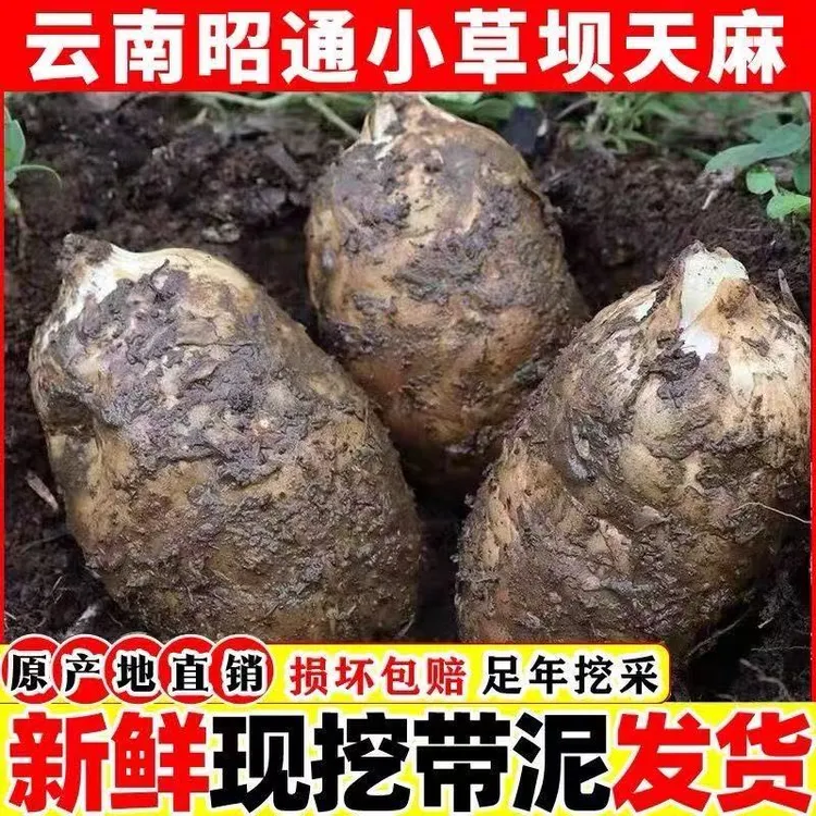 云南昭通彝良小草坝新鲜天麻仿野深山种植炖鸡炖排骨煲汤泡酒