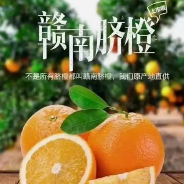 正宗赣南脐橙现采现摘果园直发