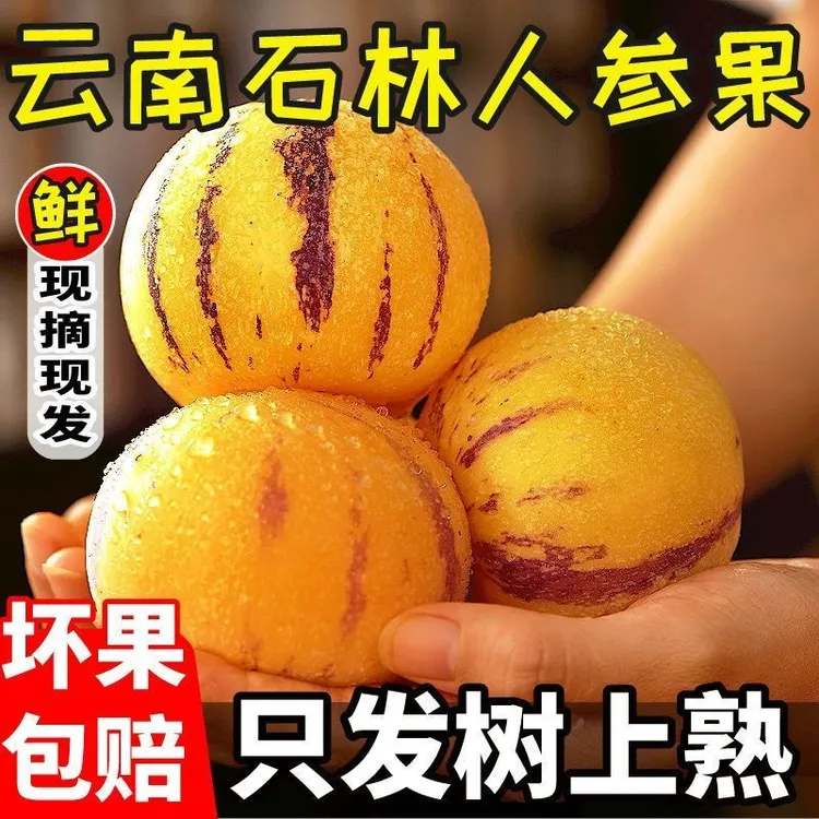 【自然熟圆果】正宗云南石林人参果黄果黄肉人生果人心果当季水果