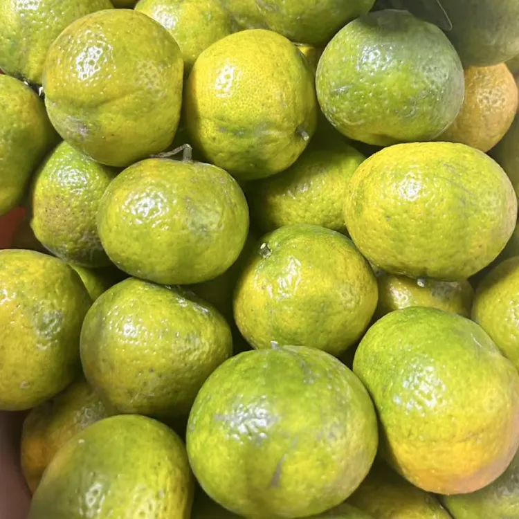 2025年天马原枝二红柑 新会茶枝柑