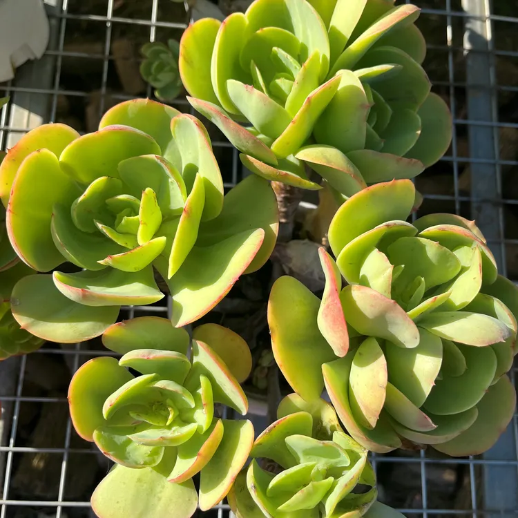 甜美多肉云漫多肉盆栽碧桃适合庭院种植空气耐旱云南多肉