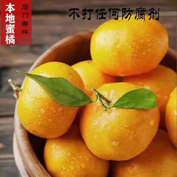 石门秀坪早熟蜜桔新鲜现摘青皮蜜橘薄皮多汁酸甜爽口