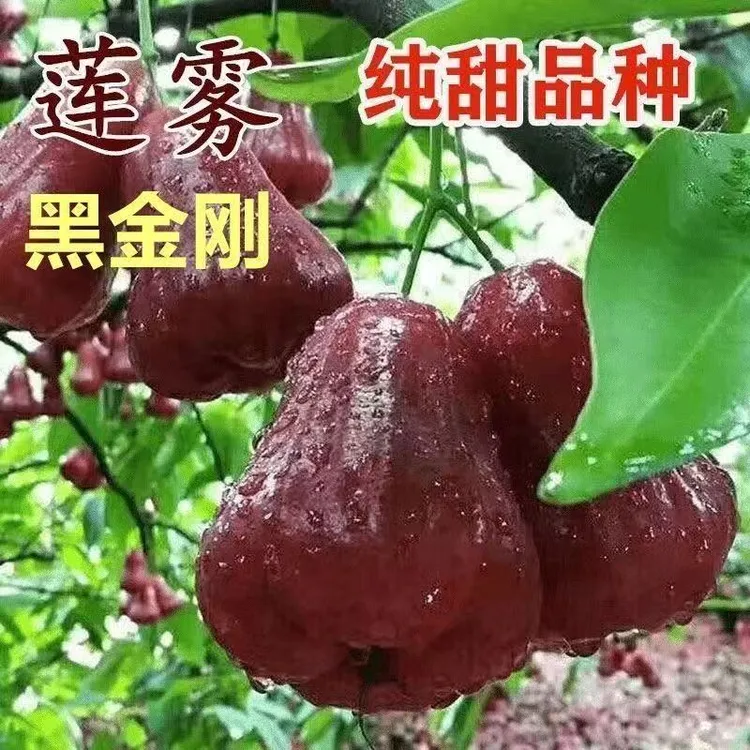 莲雾树苗正品嫁接黑金刚大叶红黑糖芭芘适合家庭盆栽地栽带土带叶