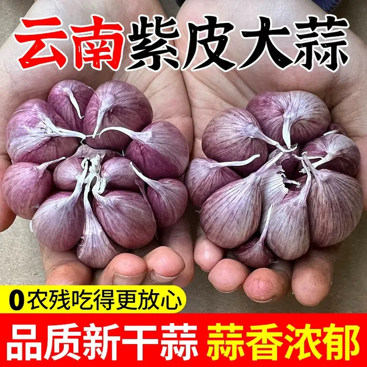 云南紫皮红皮种子农家批发自种香味浓腊八蒜炒菜泡蒜糖醋蒜大蒜头