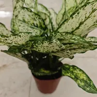 140绿翡翠观叶植物净化空气