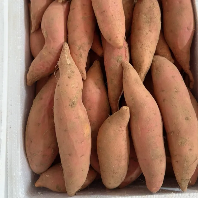 威海糖心蜜薯新鲜烟薯25号农家自种烤烟薯软糯香甜
