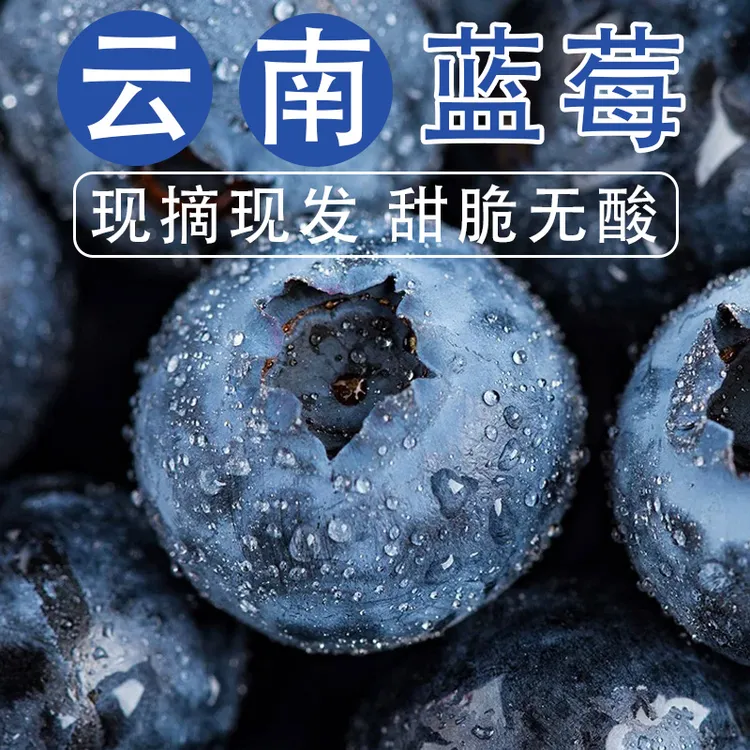 【顺丰包邮】云南蓝莓宝宝果脆爽多汁高山果L25花香蓝莓新鲜水果