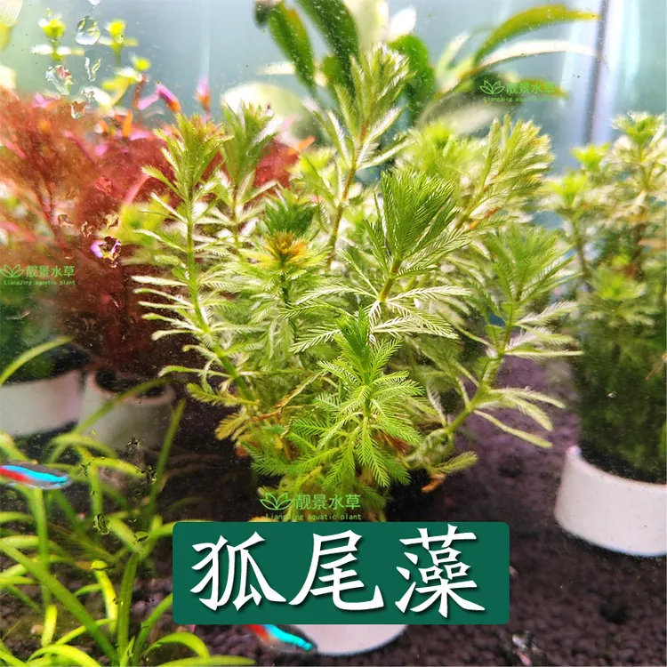 狐尾藻水草净水植物沼泽过滤大聚藻水陆缸养龟鳖净化水质鱼缸造景