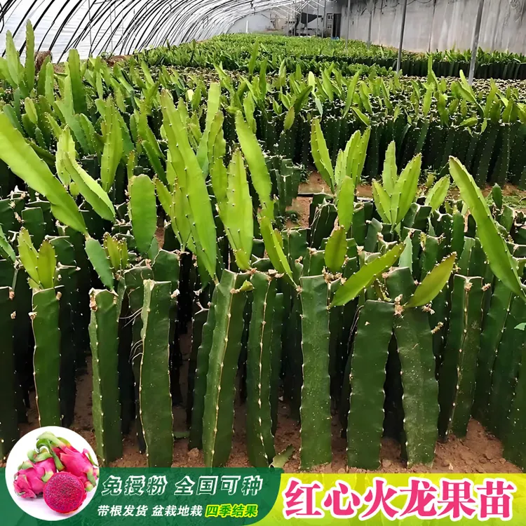 正宗广西红心火龙果苗红肉多肉盆栽南北方四季种植当年结果树苗大