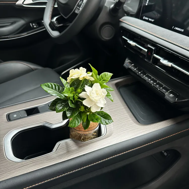 【中控杯架】车载装饰水培真绿植自然净化空气美观好养清新吸收异味