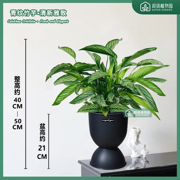 青纹竹芋盆栽观叶净化空气植物客厅吸甲醛绿植耐阴四季好养