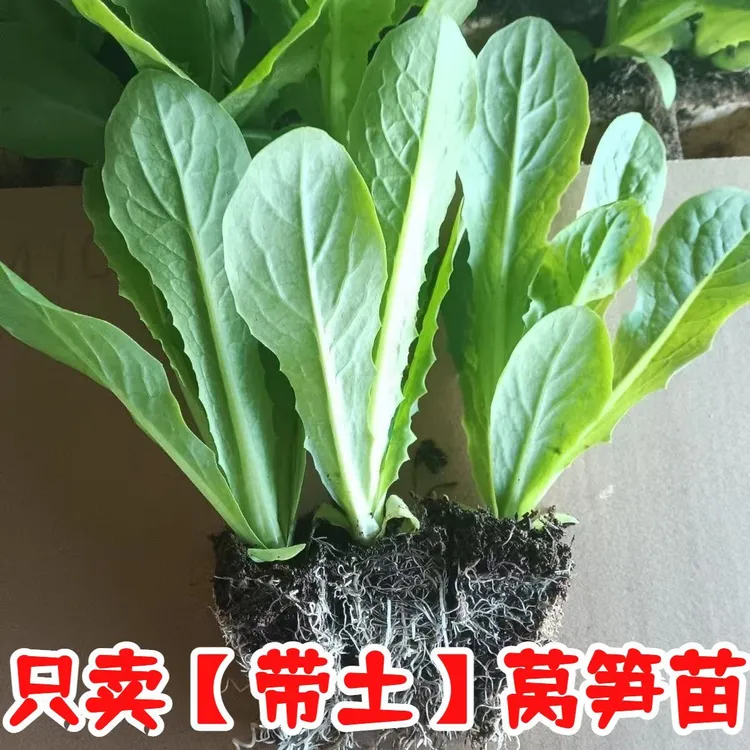 三青香莴笋苗带土莴笋苗红皮绿皮可选耐寒蔬菜苗适合家庭阳台盆栽