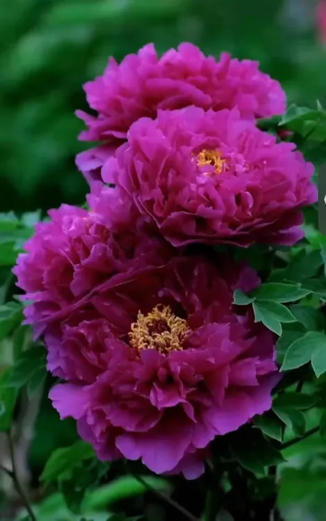 盆栽牡丹【洛阳红】基地直发