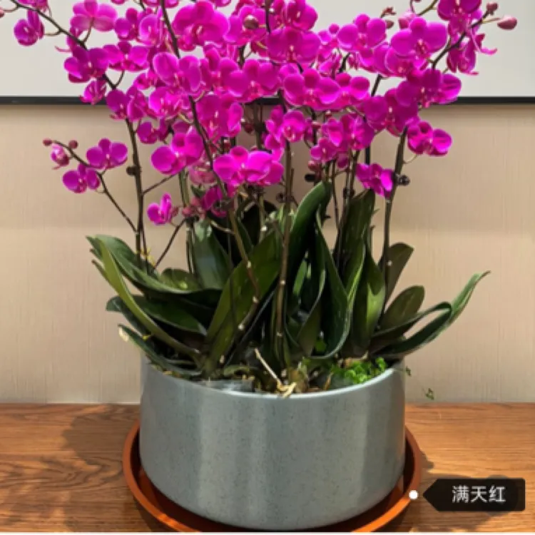 蝴蝶兰满天红带花苞花剑大苗盆栽室内绿植四季开花好养活