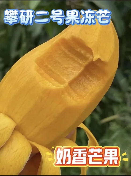攀枝花爆款攀研二号大椰香芒果香甜薄皮当季水果新鲜应季果时令