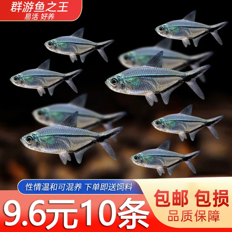 黑尾大勾鱼小型活体热带观赏鱼草缸群游好养耐活可混养