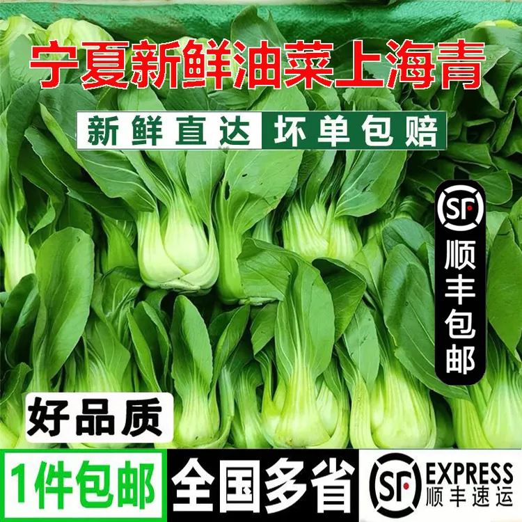 宁夏新鲜小青仔油菜矮杆青上海青自种当季绿色小青菜四季青绿叶菜