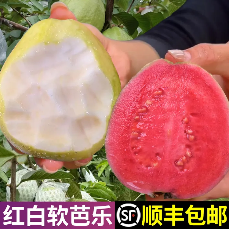 【红白混搭】顺丰包邮广西红心芭乐果产地直发当季新鲜奶油番石榴