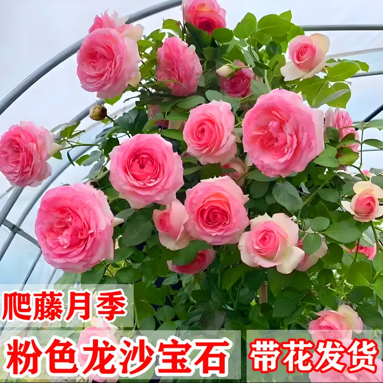 藤本月季特大花粉色龙沙宝石爬藤欧月四季开花卉盆栽庭院绿植好养