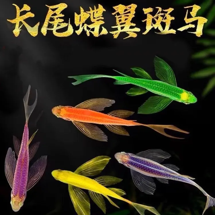 混搭专拍蝶翼斑马鱼长尾长鳍热带淡水观赏鱼好养活小型鱼