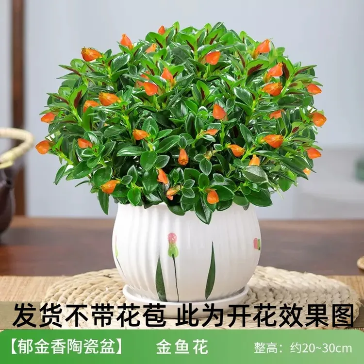 四季金鱼花吊兰盆栽室内绿植花卉多肉植物绿萝发财树好养吸甲醛