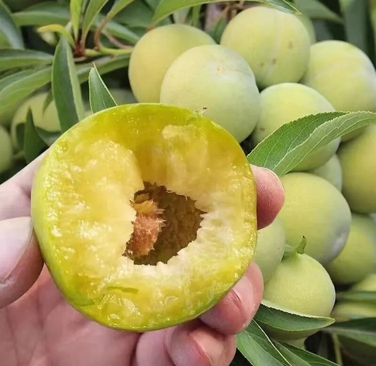 【顺丰冷链】正宗重庆万州分水脱骨青脆李当季新鲜水果酸甜爽口多汁
