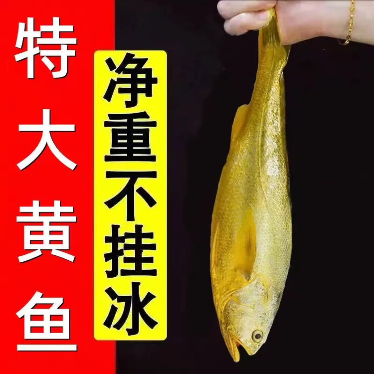 温州南麂岛正宗大黄鱼活鱼深海黄花鱼肉质鲜嫩无土腥味冰鲜发货