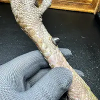 文玩鸡爪骨手把件（单只 处理好十天左右发货）